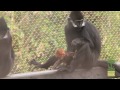 François Langur Newborn