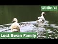 Stranded swan family in need of help