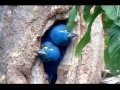 NATURECO Pantanal Hyacinth Macaws leaving the nest