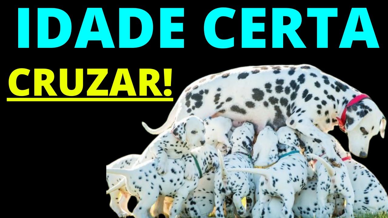 QUAL A IDADE CERTA PARA CRUZAR UMA CADELA? Entenda! - YouTube
