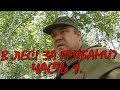 В лес! За грибами? часть 1.