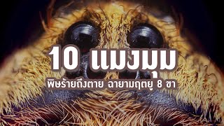 10 แมงมุมพิษร้ายถึงตาย ฉายามฤตยู 8 ขา