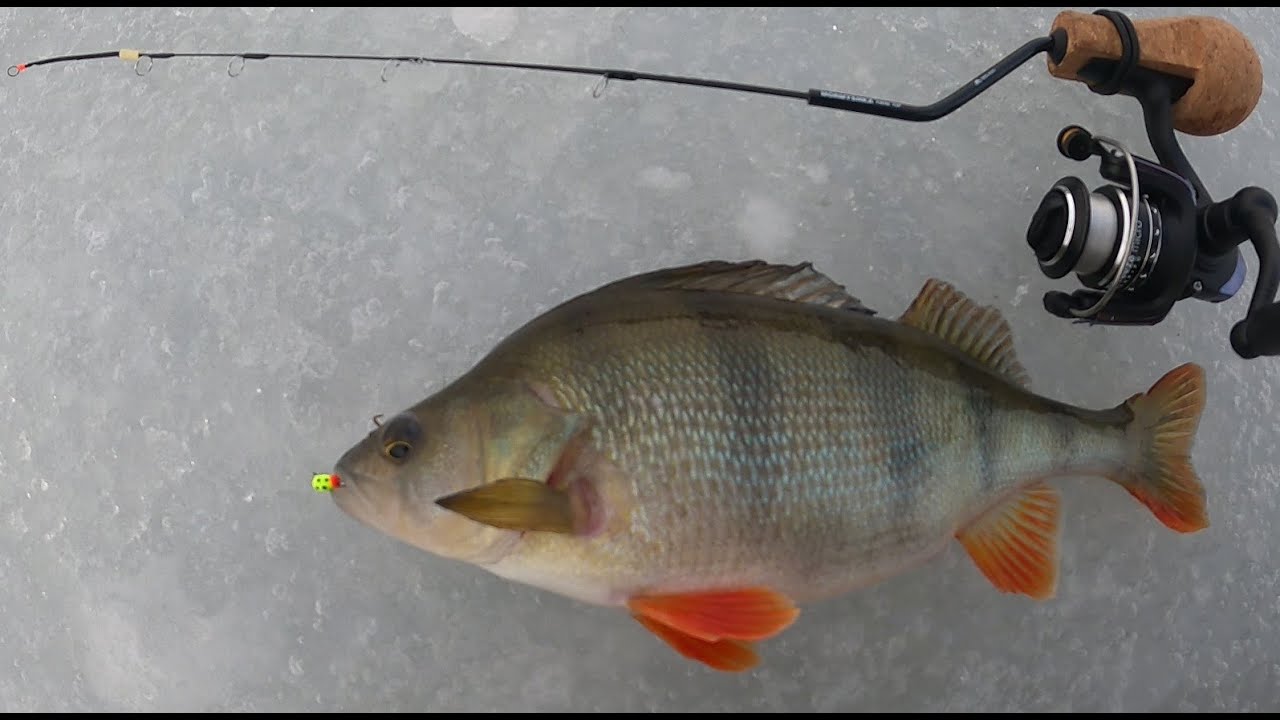 Okonie z małego jeziora na mormyszkę / Wędkarstwo podlodowe 2021