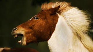 r/Copypasta I HATE HORSES