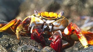 Crabe VS poulpe VS murène : la folle poursuite - ZAPPING SAUVAGE