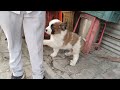 Saint bernard male puppy for sale in pune
