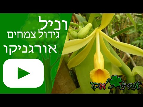 וִידֵאוֹ: כיצד לגדל עץ תה (עם תמונות)