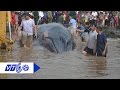 Giải cứu cá voi 15 tấn mắc cạn ở biển Nghệ An | VTC