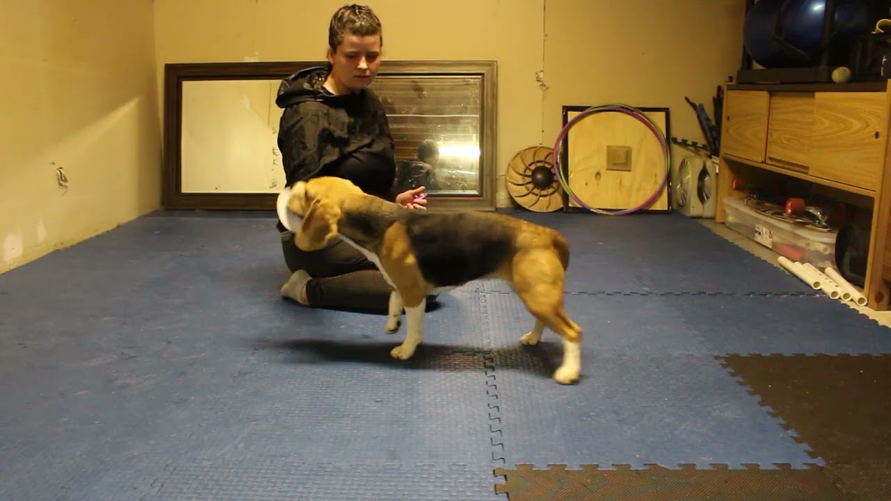 Nosework Training - Getting Started With An Indication