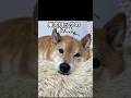 柴犬ロックのパピーの時を見てね! #柴犬ボブ