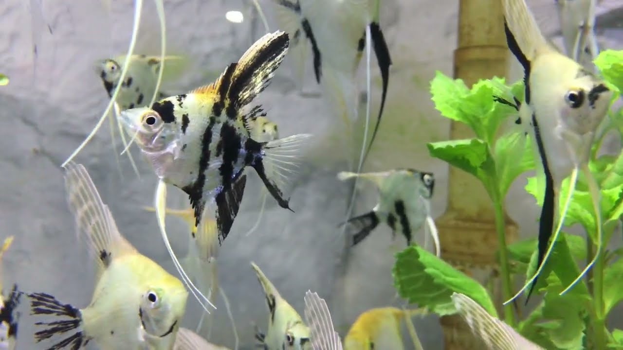 Fish Aquarium 🐟 helps lower blood pressure and stress by HelloBear