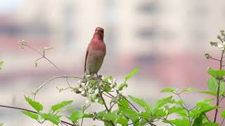 Птицы 50 видов певчих птиц в одном видео и примеры их голосов