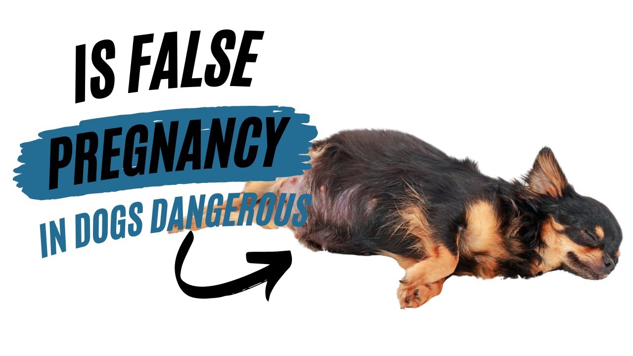 IS FALSE PREGNANCY IN DOGS DANGEROUS YouTube