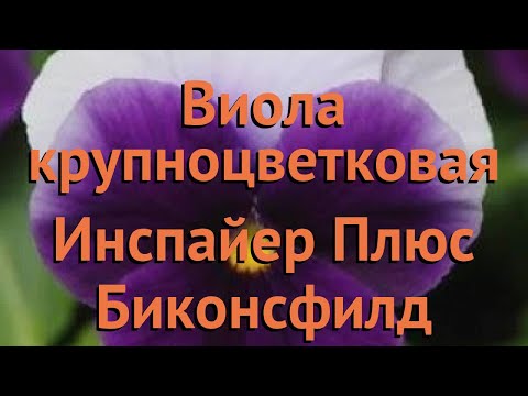 Виола крупноцветковая Биконсфилд