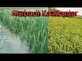 Dhan Flood || Motihari Jila Floods || Bihar Flood Dhan || Dhan Kheti || Dhan kheti vlogs