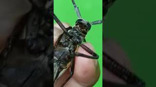A long-horn beetle in Asia #shorts #แมลง #beetle #2023