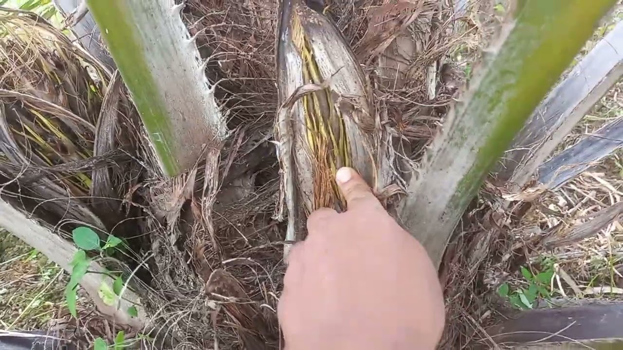 kastrasi rotasi  ke 3 dan tindakan kastrasi slanjutnya