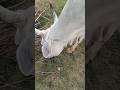 cow 🐄🐄 funny video#trending #viral #magic #funny #cow#cute #comedy