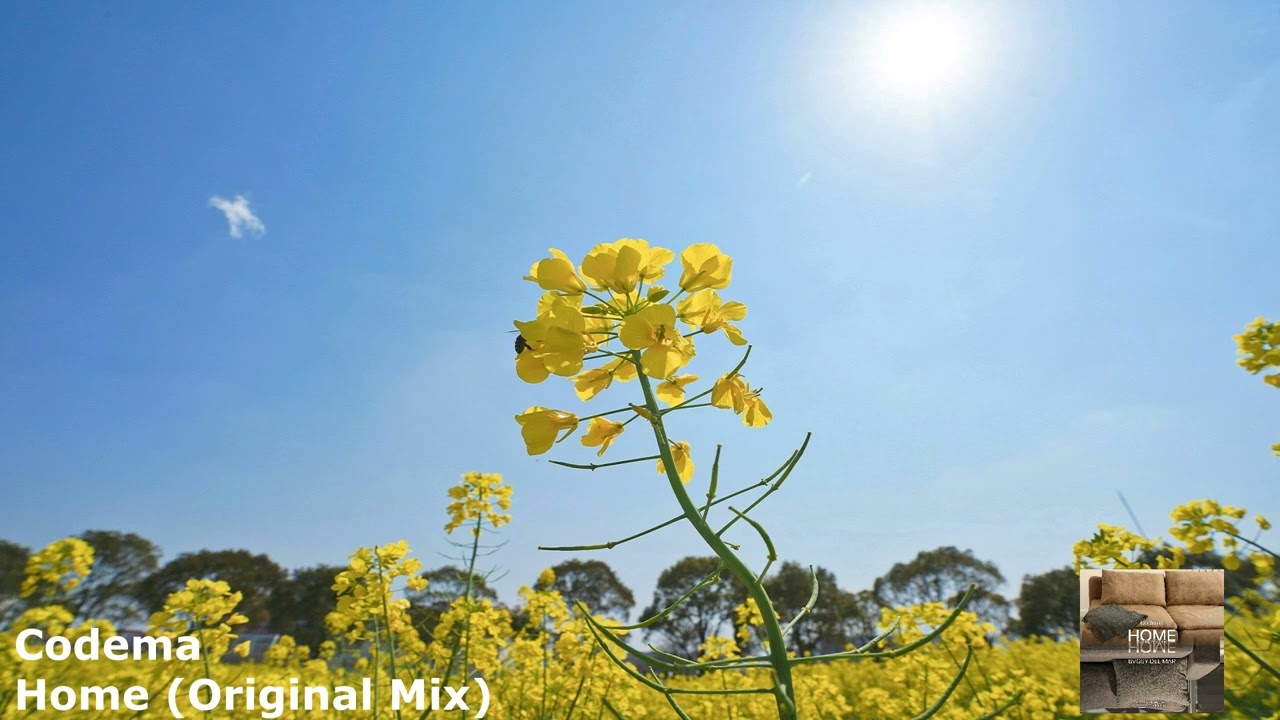 Codema - Home (Original Mix)[SMLD208]