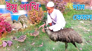 ইমু পাখির বাচ্চার দাম কেমন, আমি কোথা থেকে সংগ্রহ করেছি এবং পালন প্রক্রিয়া, emu farming.