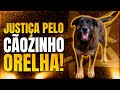 🟣 COBERTURA DO CASO CAO ORELHA + GIRO DE NOTÍCIAS | LINK PODCAST