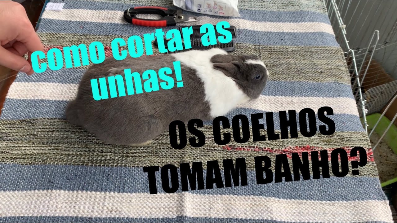 COMO CORTAR AS UNHAS E ESCOVAR UM COELHO! 101coelhinhos YouTube