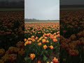 Tulip fields #2023 #shorts #tulip #tulips #tulpen