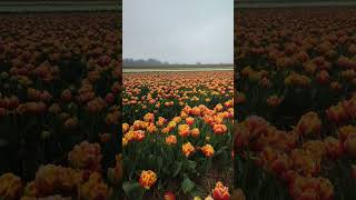 Tulip fields #2023 #shorts #tulip #tulips #tulpen