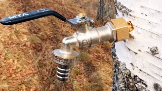 Few people know these 5 SECRET ways to harvest birch sap! Useful tips and tricks!