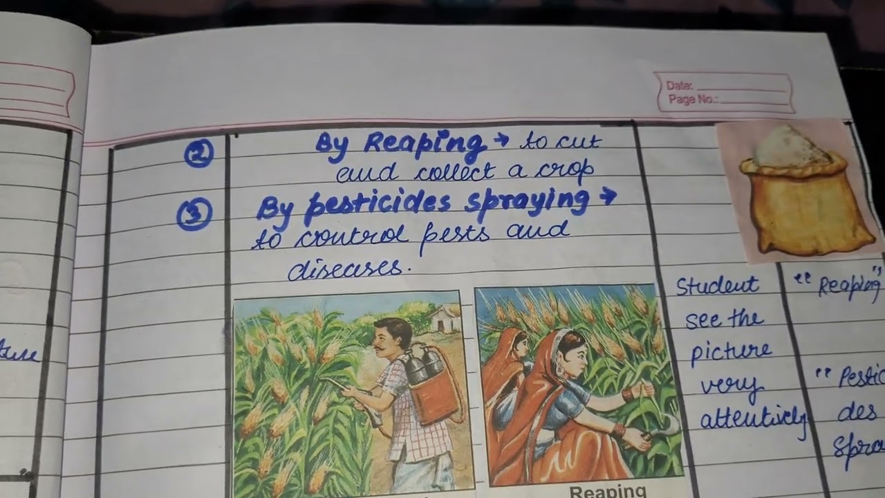 Social science |Lesson plan-2|Topic-agriculture | class-6/7/8|For bed/btc/d.eled/b.el.ed|In English|