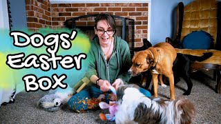 These Pups Got the CUTEST Easter Gift Ever by Busy With Dogs 164 views 1 month ago 5 minutes, 4 seconds