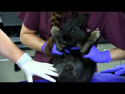 Video: How To Vaccinate Rabbits