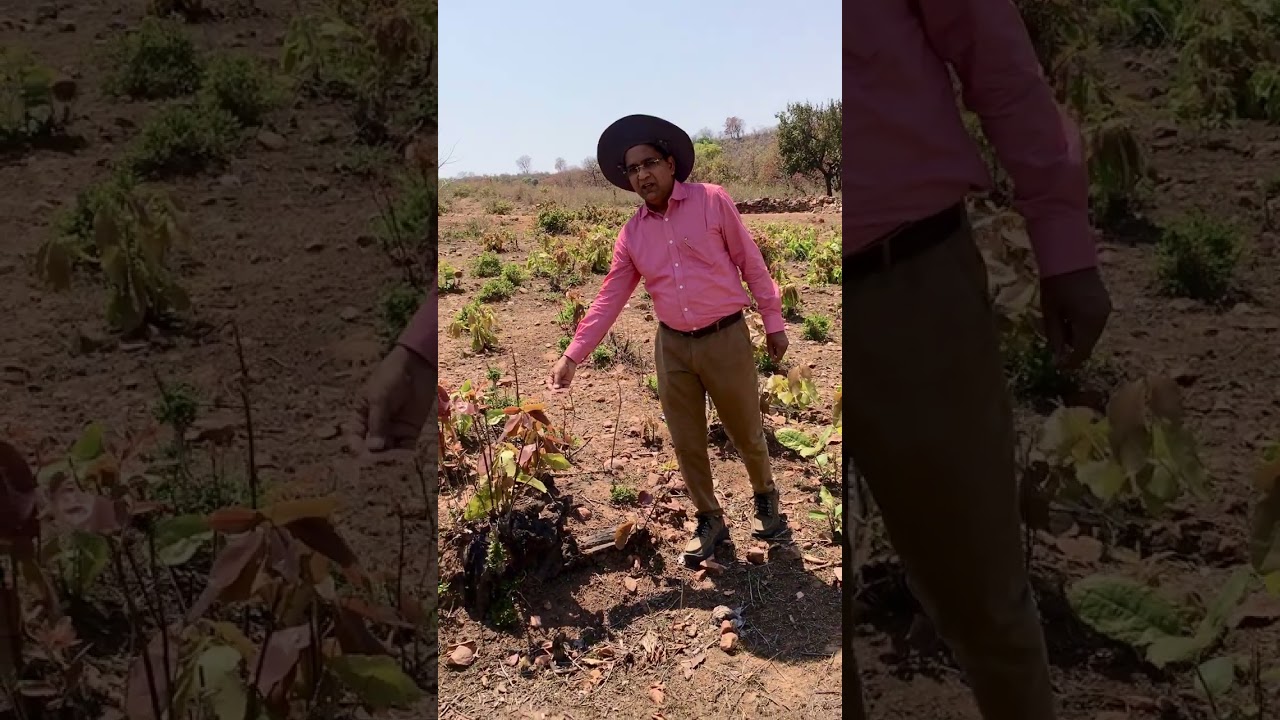 TENDU PATTA COLLECTION  (BIDI BANANE BALA PATTA)