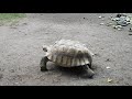 Worlds Fastest Tortoise - Budapest Zoo