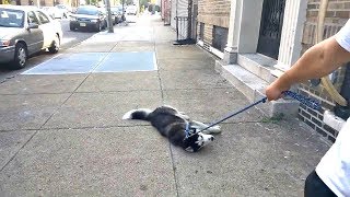 ПРИКОЛЫ С ЖИВОТНЫМИ! Приколы с Котами! Приколы с Собаками! - FUN WITH ANIMALS! Dogs and Cats #143 ПРИКОЛЫ С ЖИВОТНЫМИ! Приколы с Котами! Приколы с Собаками! - FUN WITH ANIMALS! Dogs and Cats #143
