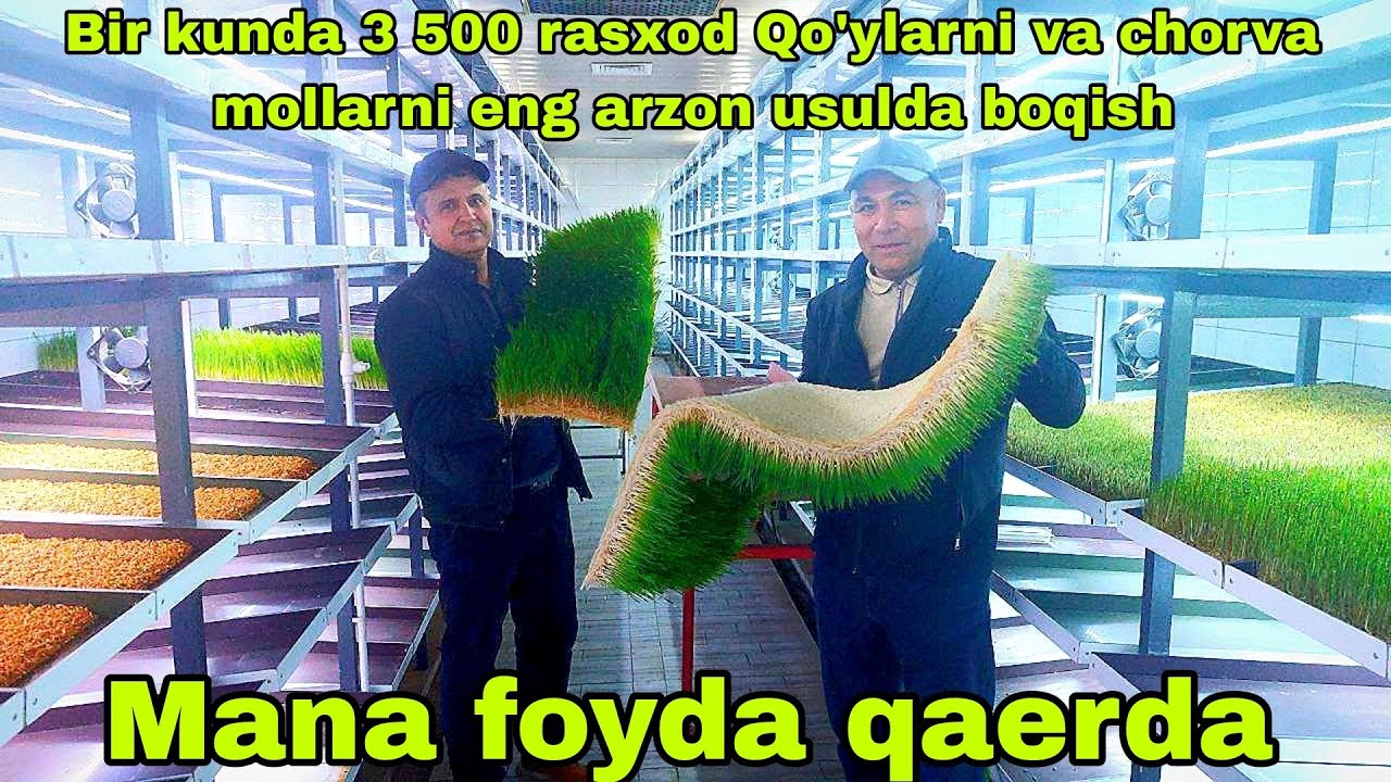 Eng arzon usulda qo'y va mol boqish bir kunlik rasxod 3 500 so'mga  9/02/2024