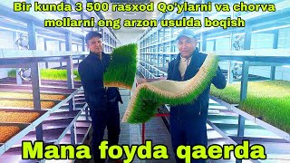 Eng arzon usulda qo'y va mol boqish bir kunlik rasxod 3 500 so'mga  9/02/2024