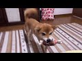 朝のようにハイテンションにより終了☑️柴犬小夏のKonachannel がライブ配信中！