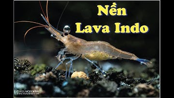 Nuôi Tép Sulawesi Có Cần Lava Indo? Những Điều Bạn Phải Biết!