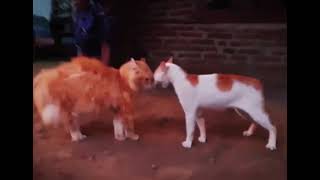 sound tough cats,meowing brawling cats by Cute funny Cats 1 view 3 years ago 23 seconds