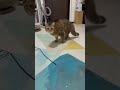 特大くしゃみしたら猫が大タヌキになったwww #shorts