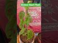 Broken Heart Plant #plants #brokenheart #hearttouching #plant #plantcollections