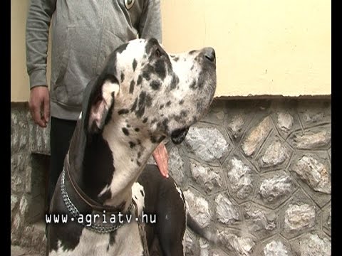 Videó: Kutyák Etetése Epehányásos Hányás Szindrómával