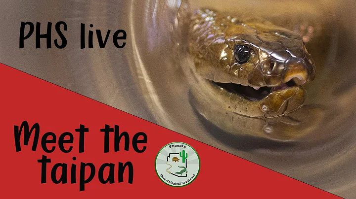 Meet the world’s MOST venomous snake (inland taipans).