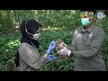 Eight Venomous Primates Return To The Rainforest