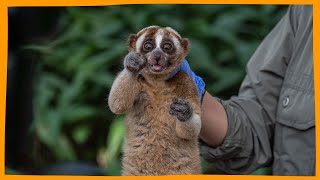 Eight Venomous Primates Return To The Rainforest