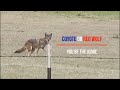 Coyote  or red wolf you decide
