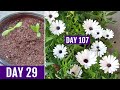 How to GROW Dimorphotheca/African DAISY From Seed