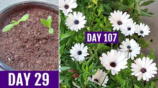 How to GROW Dimorphotheca/African DAISY From Seed