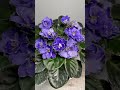 Buckeye Scrumptious (P. Hancock) #africanviolets #grayturtleviolets #shorts